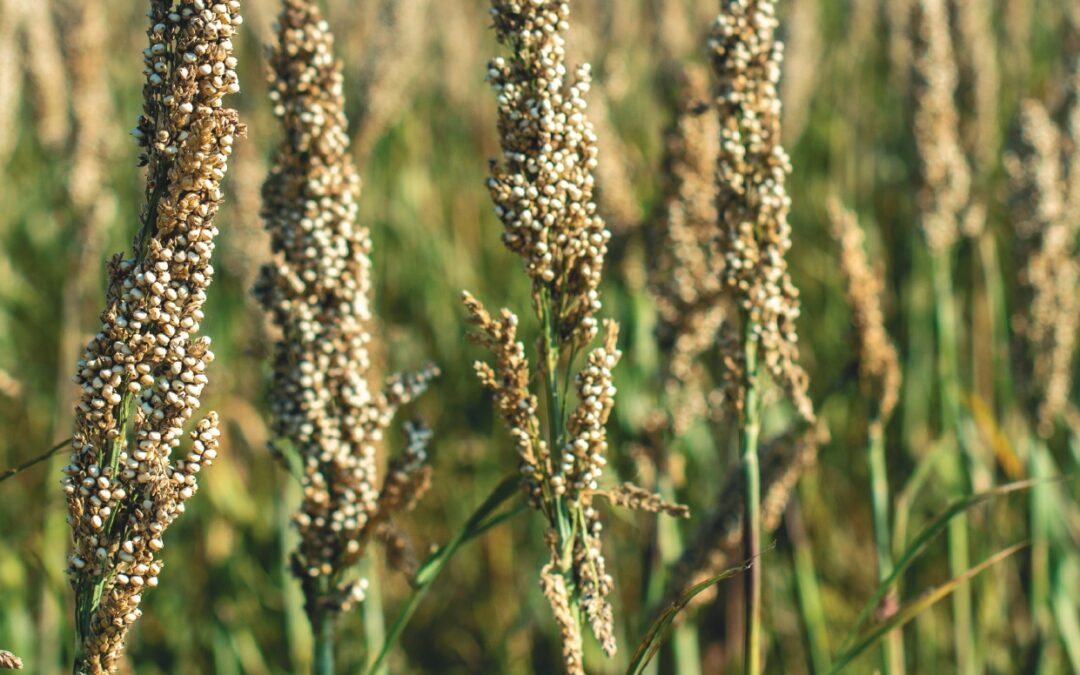 Millets Mainstreaming in India, Asia, and African countries