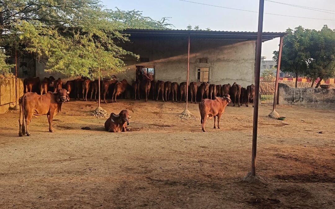 Laporiya Foods: Building a Rural Enterprise Through Indigenous Wisdom and Bhoomi Ka Support