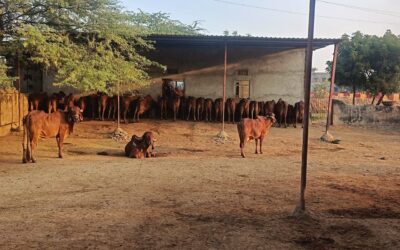 Laporiya Foods: Building a Rural Enterprise Through Indigenous Wisdom and Bhoomi Ka Support